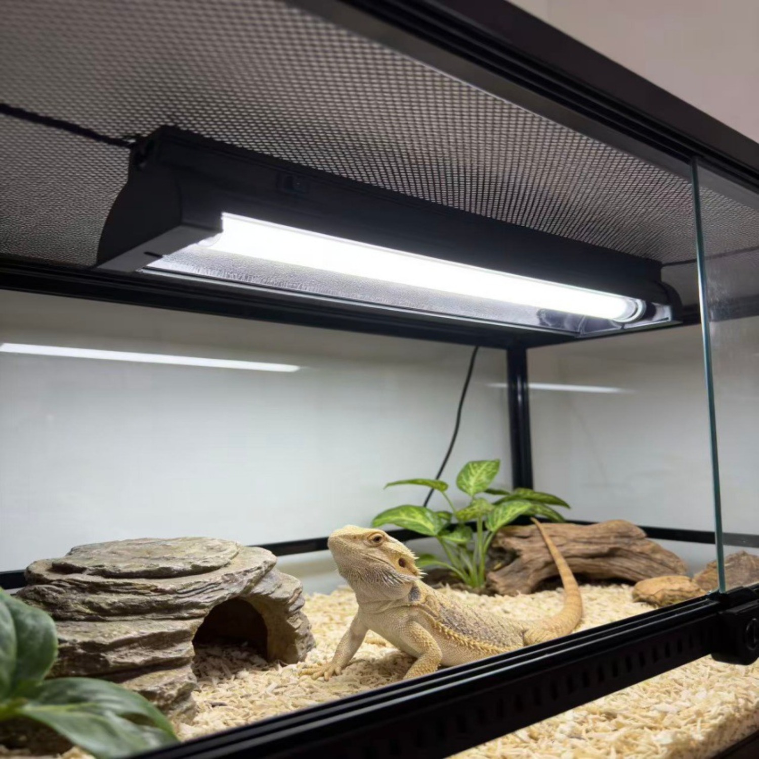 T5 UVB Reptile Light Fixture K - đánh giá và giá Calcium Powder Reptile