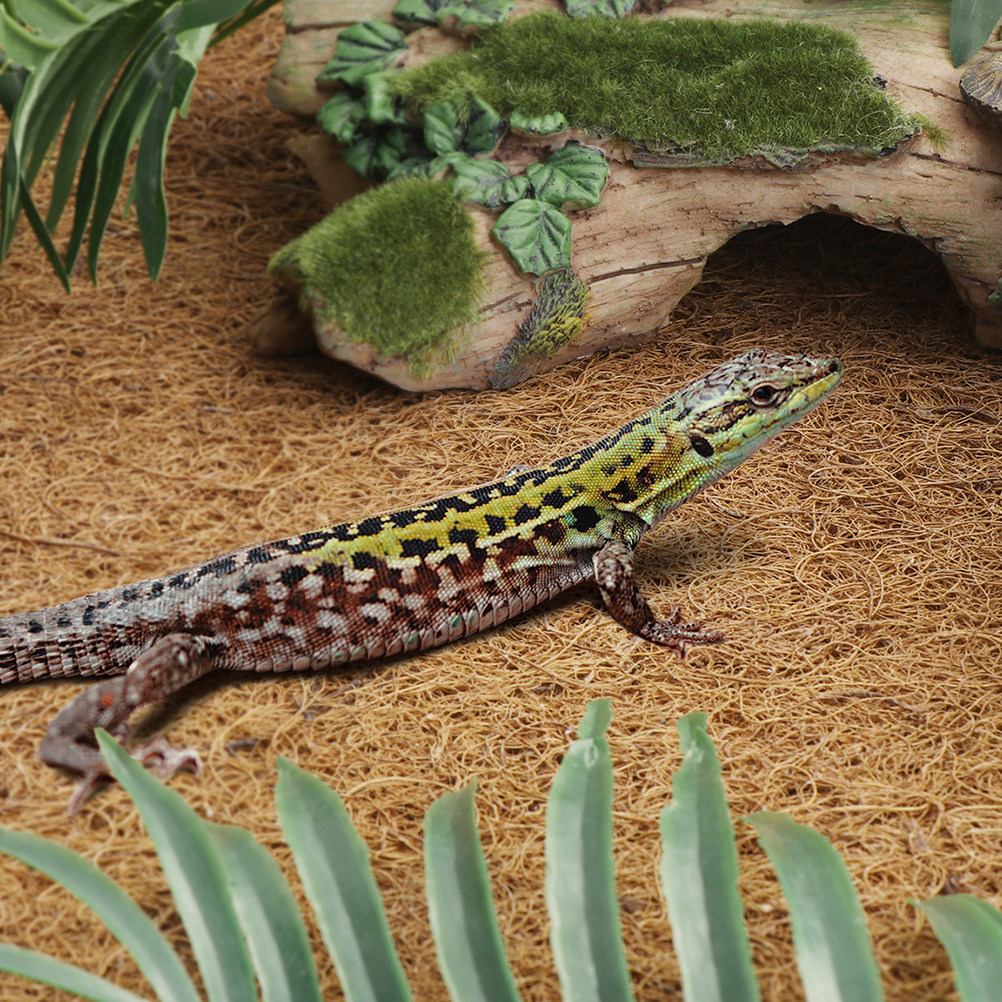 Reptile Terrarium Bedding Subs - đánh giá và giá Substrate Coconut Fiber