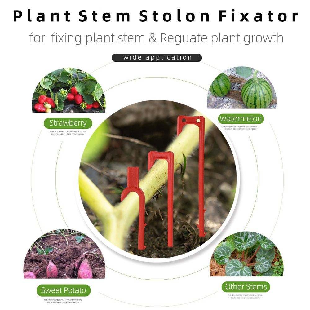 20-50PCS Strawberry Planting F - đánh giá và giá Vine Climbing Plastic