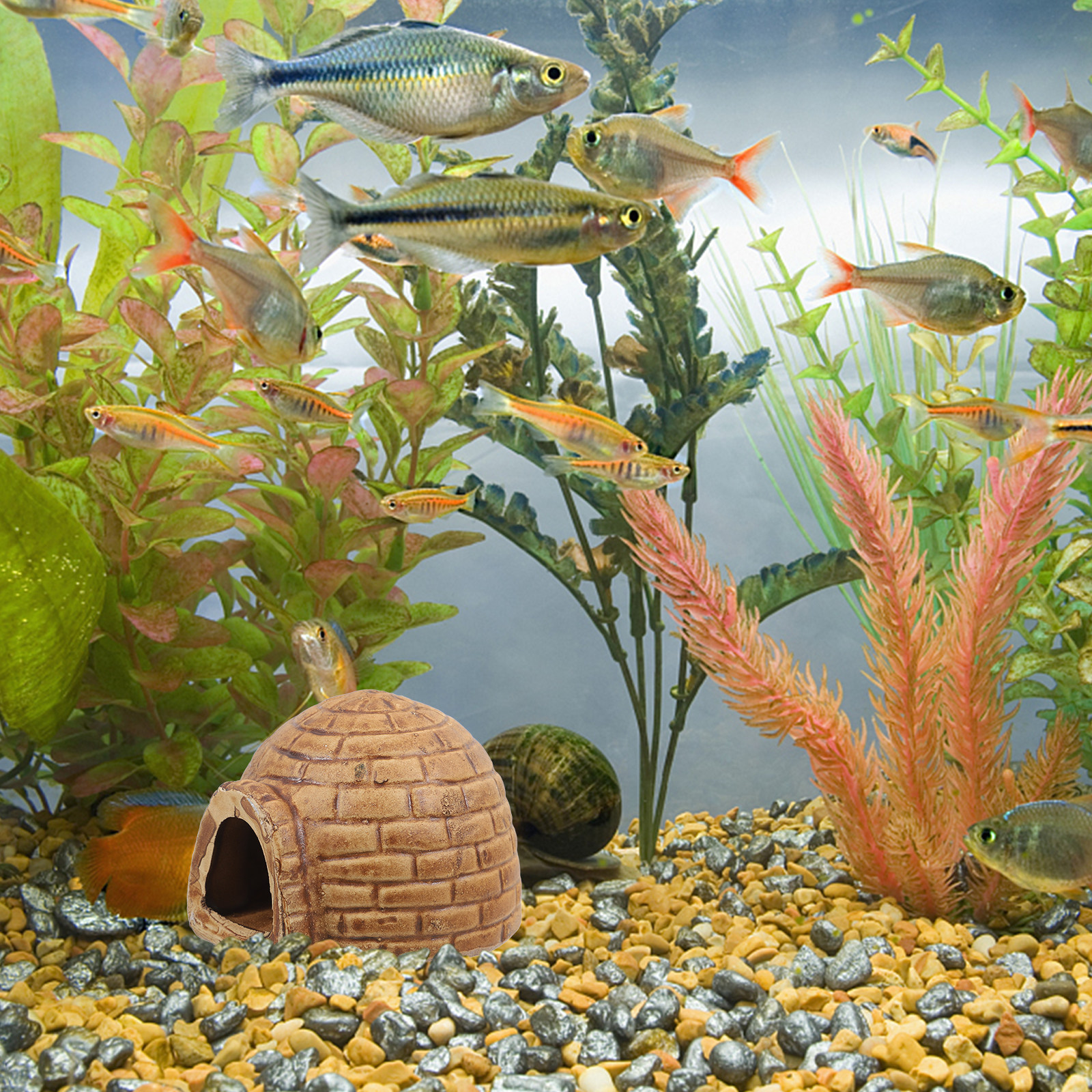 Ceramic Pleco Caves for Aquari - đánh giá và giá Hide Cave Ceramic