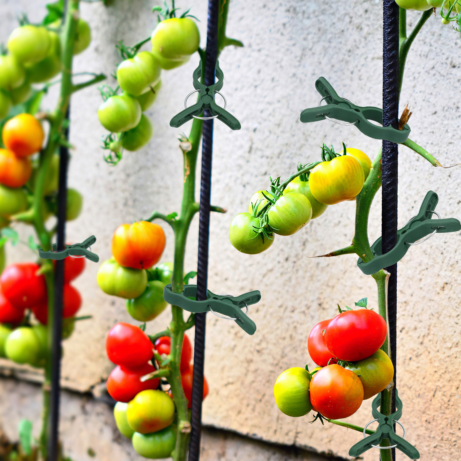 50Pcs Plastic Garden Plant Cli - đánh giá và giá Vine Climbing Plastic