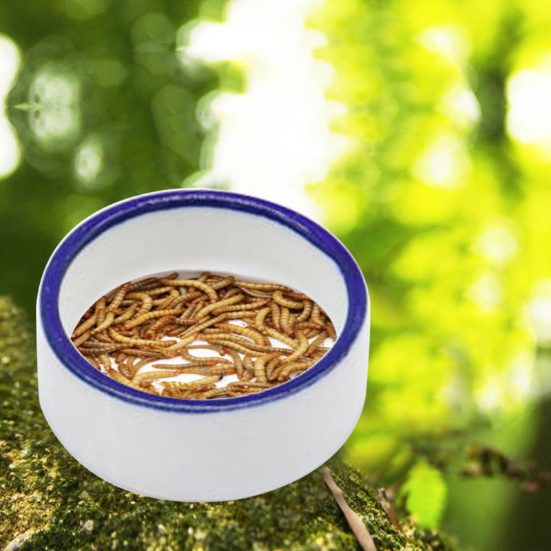 Reptile Bowl Spider Water Dish - đánh giá và giá Water Dish Reptile